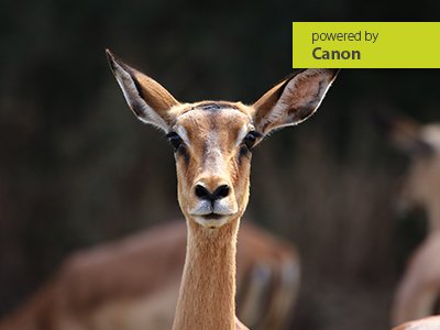 Tierfotografie im Opel Zoo
