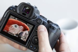 Online-Workshop Canon EOS R