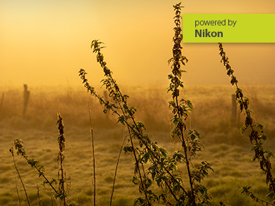 Nikon Z-System & DSLR | Grundlagen-Workshop